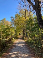 Fototapeta premium path in autumn park