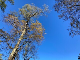 tall tree in autumn