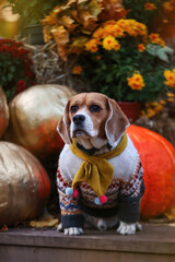 Cozy Beagle in Autumn Sweater with Pumpkins