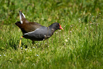 Teichhuhn, Teichralle (Gallinula chloropus) auf Futtersuche in einer Wiese mit Blumen