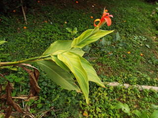 Canna Indica Lilium lancifolium.  flor tropical