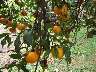 Tangerina. bergamotas frutas citricas Cytrus Bergamia