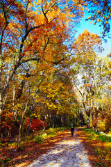 Fototapeta premium Lexington, Massachusetts, USA: 10 25 2025: The fall foliage red leaf landscape Minute Man National Historical Park at Massachusetts, USA. It commemorates the battle in the American Revolutionary War
