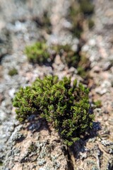 Green bryophyte tuft colonizing weathered bark with soft bokeh