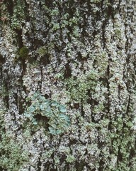 Lichen mosaic spreading across weathered tree bark texture 