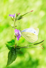 White cabbage butterfly on a geranium flower