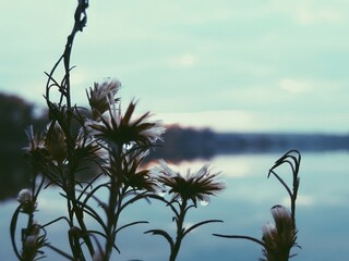 Dried lakeside wildflowers at dusk with soft pastel reflections