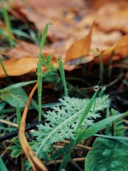 Microscopic world of moisture on fresh foliage and dry gold maple leaves 
