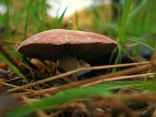 Low angle macro of brown mushroom with visible gills and needles