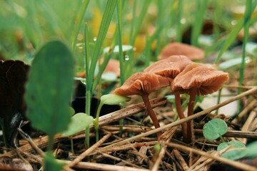Cluster of delicate toadstools rising through needles and seedlings 
