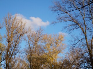 Deciduous canopy fading to winter beneath bright serene heavens