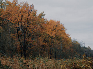 Fototapeta premium Quiet fall woodland with orange foliage and slender dark trunks 
