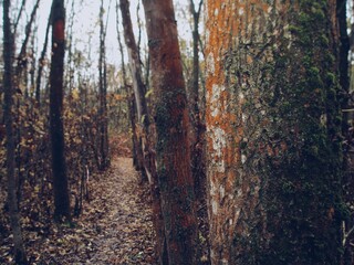 Naklejka premium Narrow autumn path through damp woods, romantic yet faintly eerie