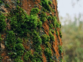 Close-up shot of lush bright green moss