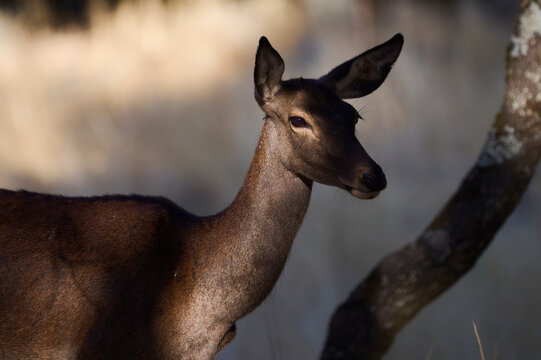 Red deer doe in natural autumn habitat