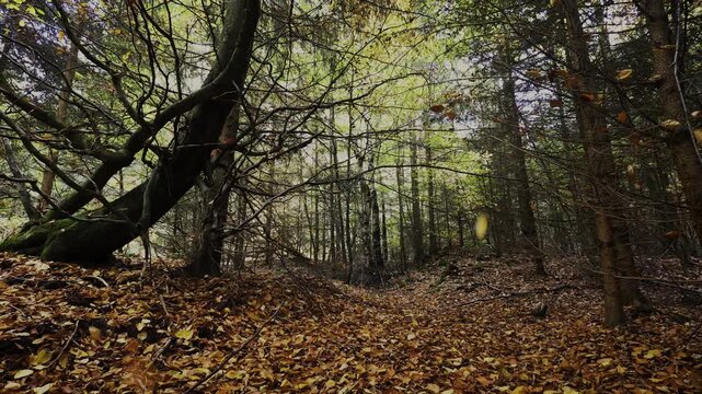 Fallendes Laub in einem herbstlichen Wald HDR HLG - Reversed