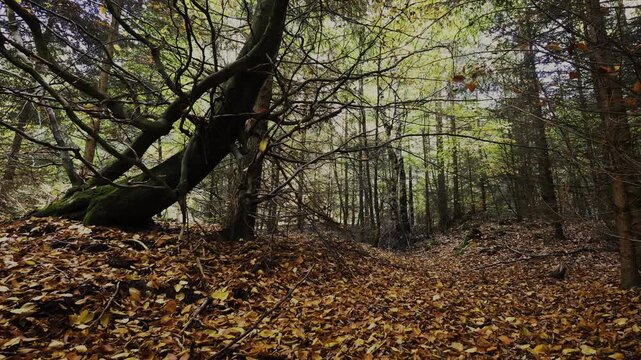 Fallendes Laub in einem herbstlichen Wald HDR HLG