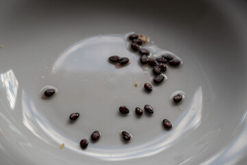 A close-up view of small black seeds resting in a shallow pool of water inside a white bowl. The light reflections and soft focus highlight texture and detail in this minimalistic scene.