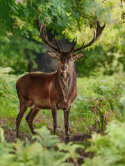 Majestic red deer stag