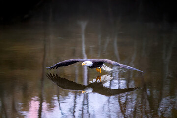 A flying bald eagle over a pond