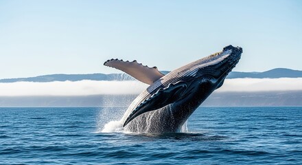 Humpback whale breaching from the ocean surface against a backdrop of distant mountains