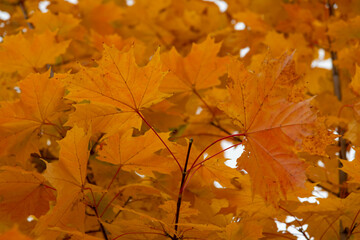 Bright yellow autumn leaves adorn trees in a peaceful park setting