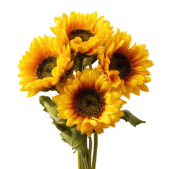 four yellow sunflowers in bloom floral plant nature isolated on white transparent background image
