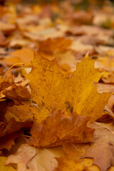 Colorful autumn leaves scattered on the ground in a serene forest setting