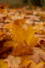 Autumn leaves cover the ground in vibrant shades of orange and yellow