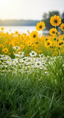Obraz premium Vibrant field of flowers showcasing yellow daisies and white blooms near a serene lake at sunset