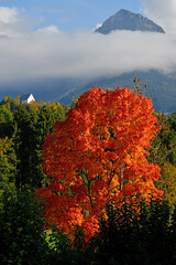 D856939 Fall foliage, Schöllang Castle Church, Rubihorn
