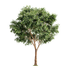 Green eucalyptus tree png nature png botanical png plant png foliage png leaves png landscape png garden png tall png trunk png transparent background image