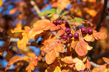 Colorful autumn leaves and berries in a sunny forest setting