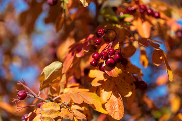 Colorful autumn leaves and red berries on a bright sunny day
