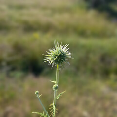 Prickly Flower of the Wild Meadow