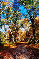 Lexington, Massachusetts, USA: 10 25 2025: The fall foliage red leaf landscape Minute Man National Historical Park at Massachusetts, USA. It commemorates the battle in the American Revolutionary War