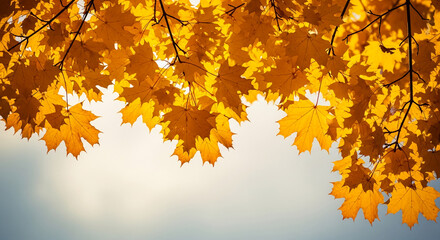 Obraz premium Image shows yellow maple foliage against a pale sky, representing autumn, nature, and change, suitable for seasonal content and backdrop designs