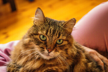 A fluffy tabby cat with striking green eyes sits calmly on a person's lap. Its relaxed posture and...