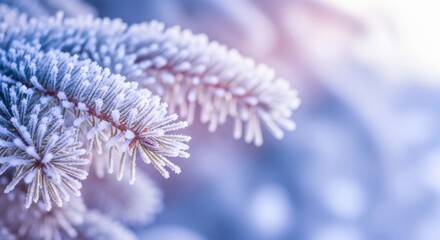 Close-up of frost-covered pine tree branches in a winter landscape at dawn