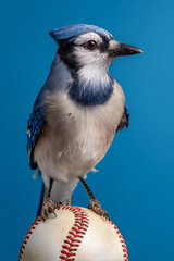 Obraz premium A Blue Jay Bird Perched on a Baseball on a Blue Background