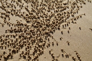 Natural sand texture on the beach with small round pellet patterns made by crabs.