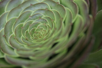 Obraz premium Macro close-up of a green succulent forming a natural spiral shape.