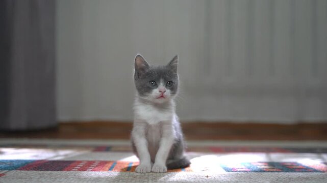 Tiny gray and white kitten sitting alone on floor in natural light