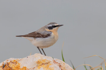 Northern Wheatear standing on stone
