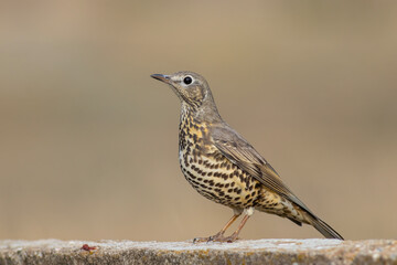 Mistle Thrush standing on the trough