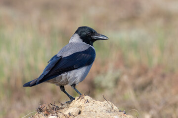 Hooded Crow standing on stone