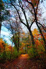 Lexington, Massachusetts, USA: 10 25 2025: The fall foliage red leaf landscape Minute Man National Historical Park at Massachusetts, USA. It commemorates the battle in the American Revolutionary War	
