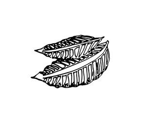 SVG drawing of nature leaves.