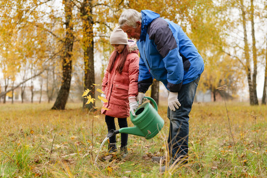 A grandfather and his young granddaughter work together to water newly planted saplings in a beautiful park during autumn, surrounded by colorful leaves - Powered by Adobe