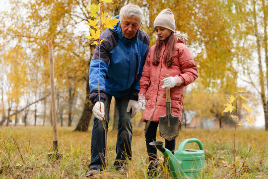 A grandfather helps his granddaughter plant a young tree in a park surrounded by vibrant autumn leaves. They enjoy a sunny day while gardening